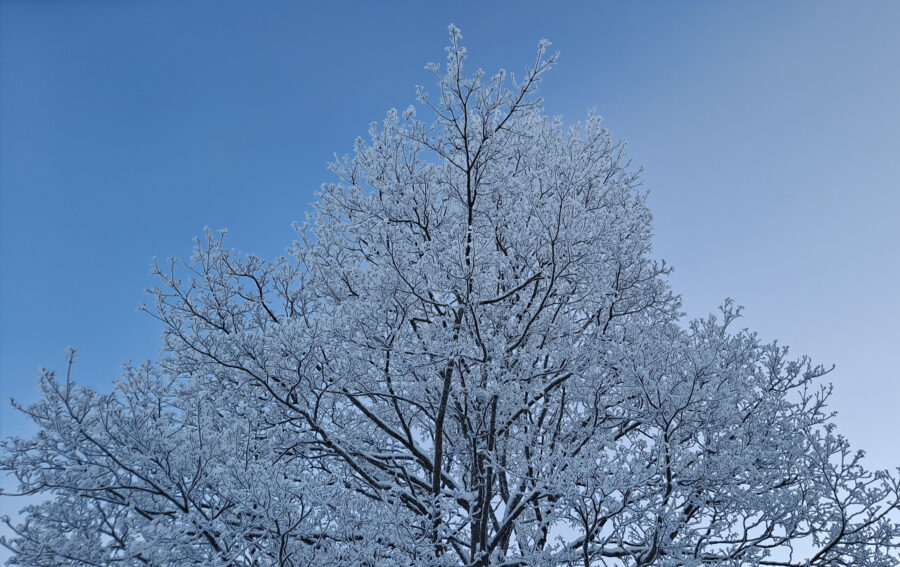 Kuvituskuva luminen puu