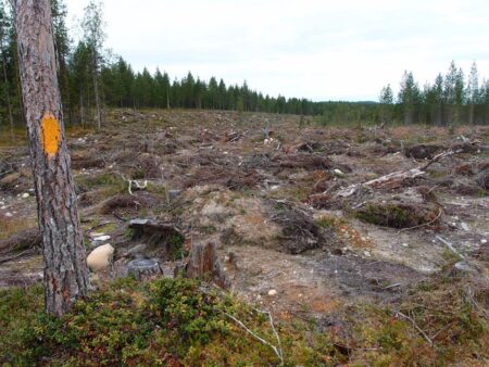 Metsä hakkuu avohakkuu