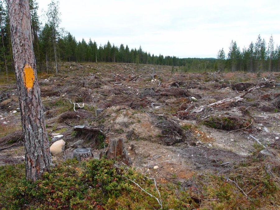Metsä hakkuu avohakkuu